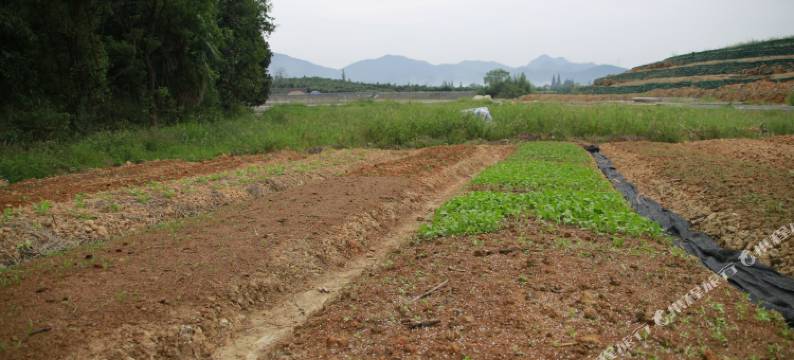 御园民宿(杭州径山店)图片