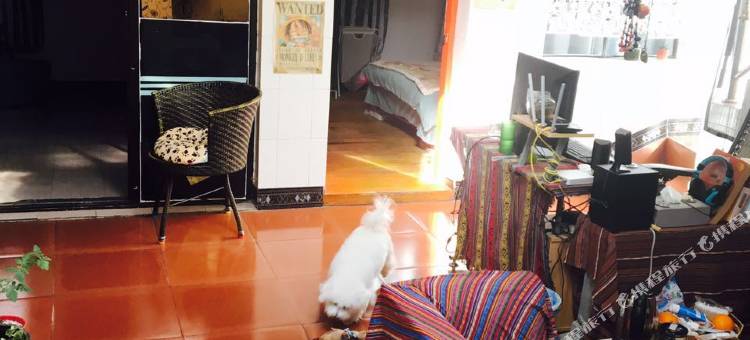 丽江捡了一只猫青年旅舍图片