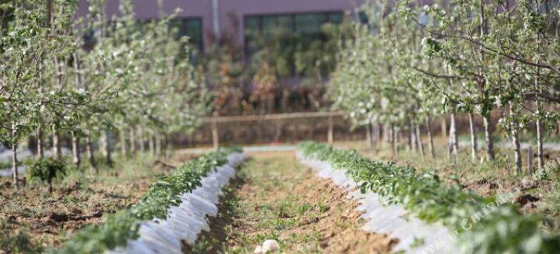 日照龙山湾果乐园图片