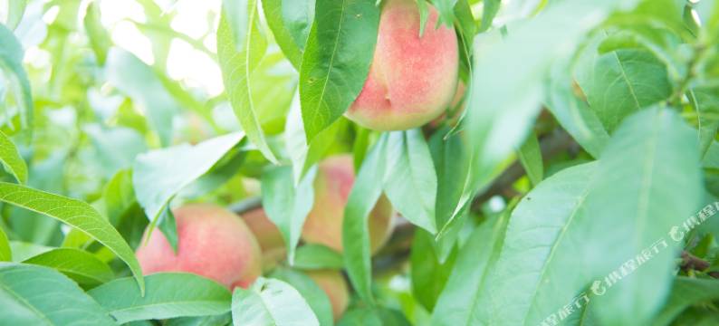 悦庭楠舍民宿(沙坡头景区店)图片