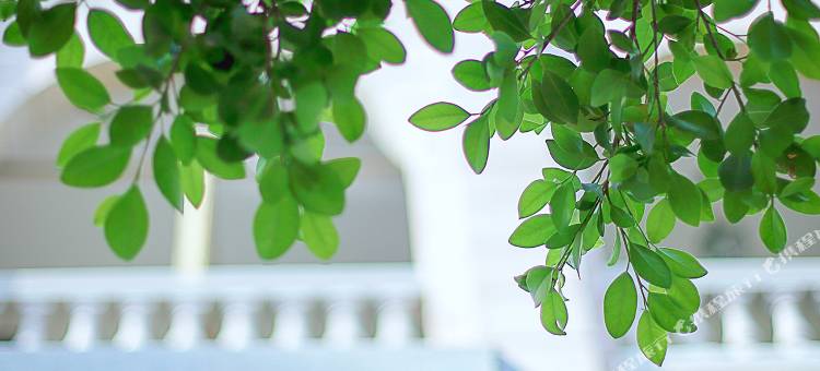 聆感·聆海1919海景别墅酒店(鼓浪屿日光岩店)图片