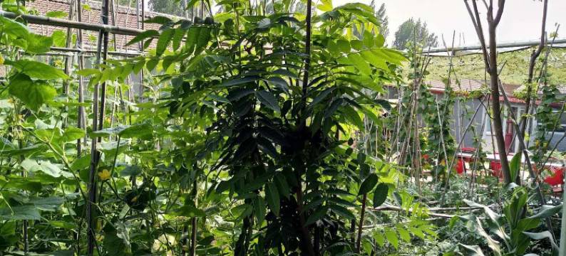 北京源天然生态农庄图片