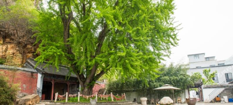 北京银杏山庄图片