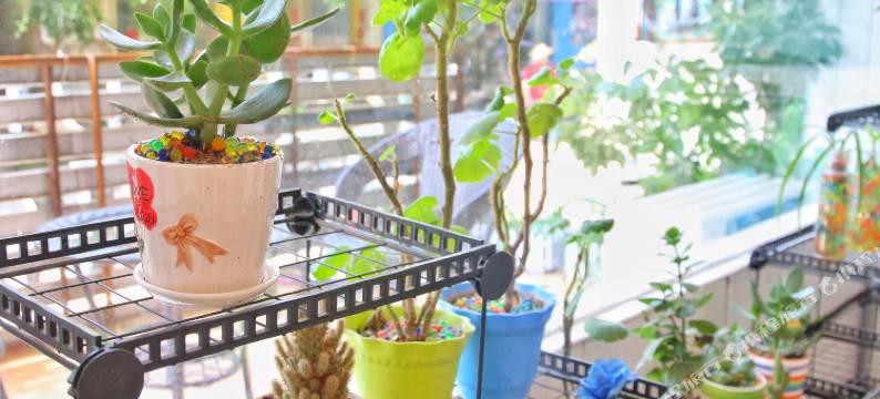 阳朔蓝莲花酒店图片