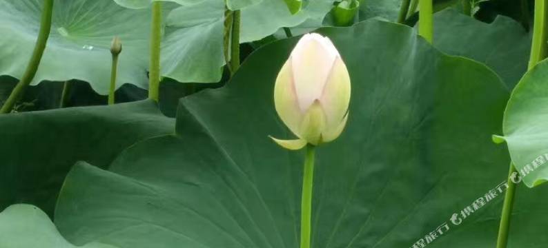 无锡海棠商务宾馆图片