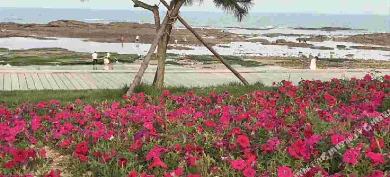 日照丽华渔家图片