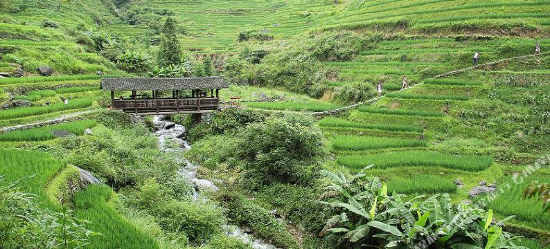 龙脊梯田星愿山庄图片