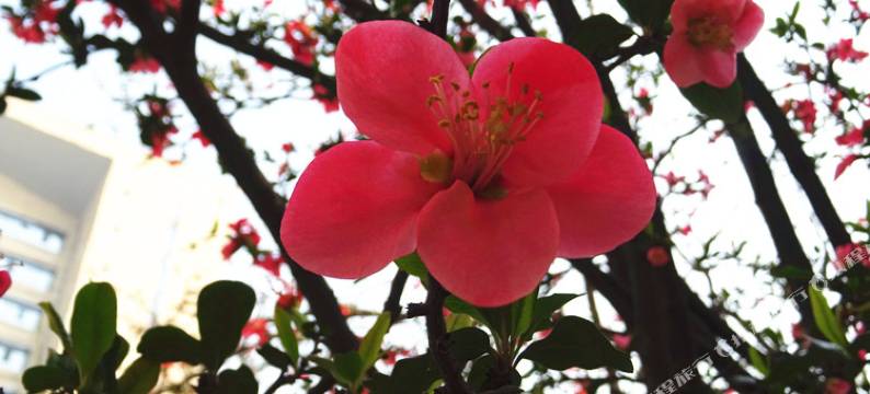 行侠客短租公寓(成都贝森店)图片