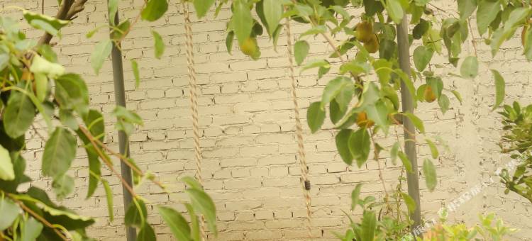 大理才村星空家园客栈图片