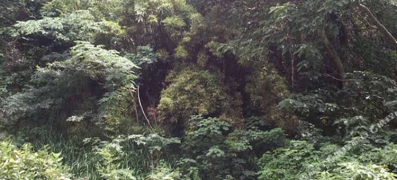 普陀山青墨客栈图片