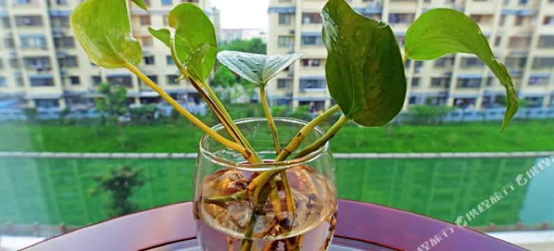 瑞轩国际酒店(上海浦东机场店)图片