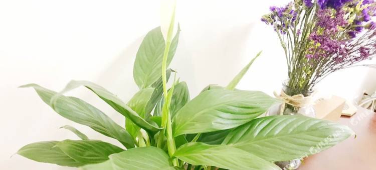 北京小杜杜的家公寓图片