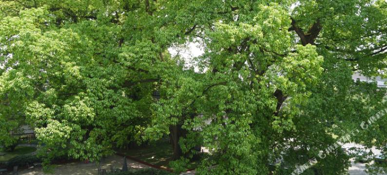 峨眉山宾馆(峨眉山高铁站店)图片