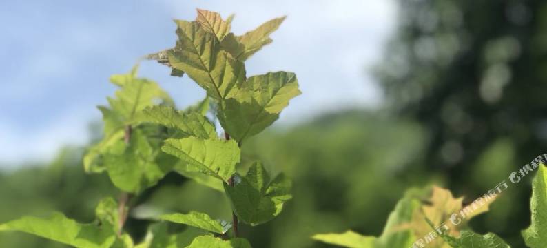 莫干山虫二住家民宿(晓于线1号分店)图片