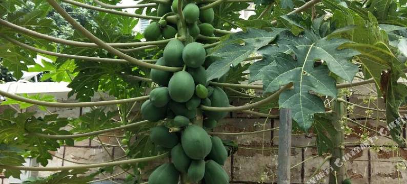 涠洲岛1984无尘别院图片