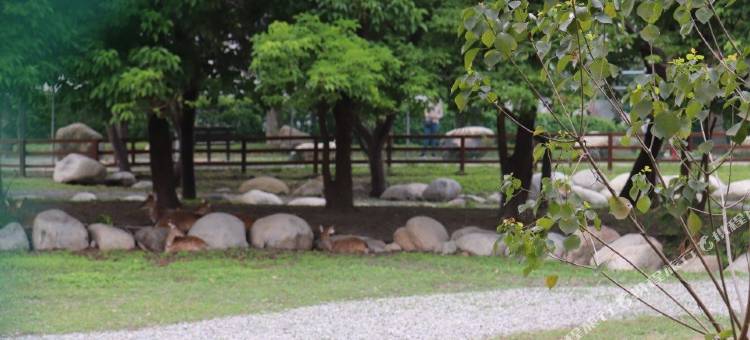 颂谦文旅 梅花鹿同住图片
