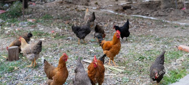 五洩紫苏岩精品民宿图片