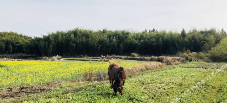 宏村德厚楼精品客栈图片