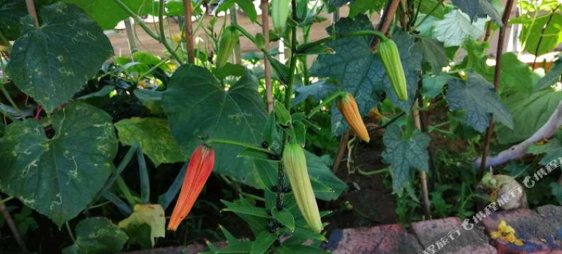 慕田峪长城聚友农家院图片