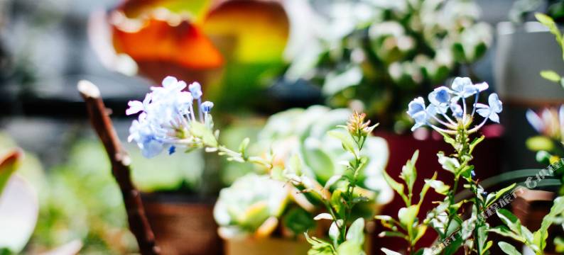 大理地山客栈(洱海才村店)图片