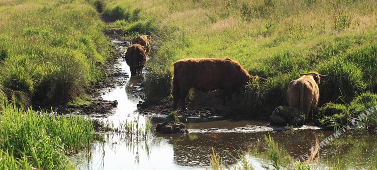 韦斯特布罗克格鲁宁根凡德瓦克酒店(Van der Valk Hotel Groningen-Westerbroek)图片