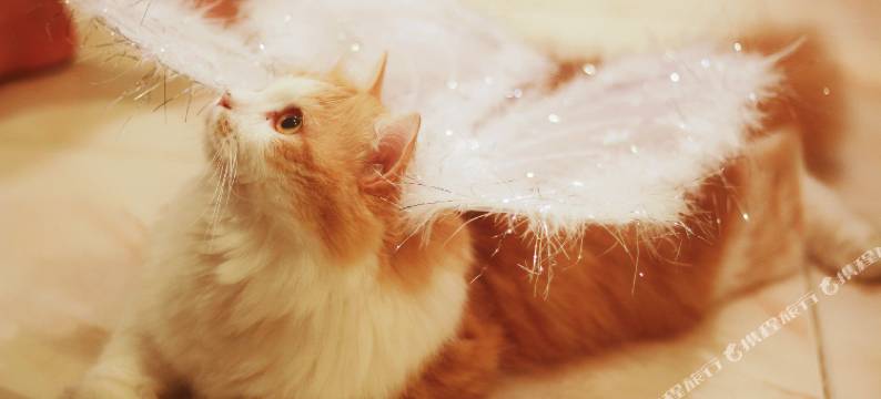 普吉岛宜家小驻(Phuket So Sweet Home)图片