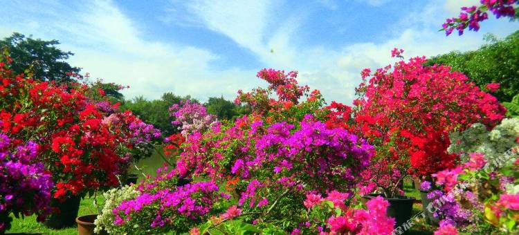 西双版纳西港旅游公寓酒店图片