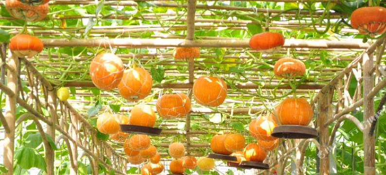 维斯特温泉度假酒店图片