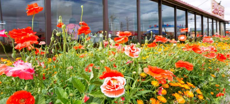 乌兰布统美景假日酒店图片