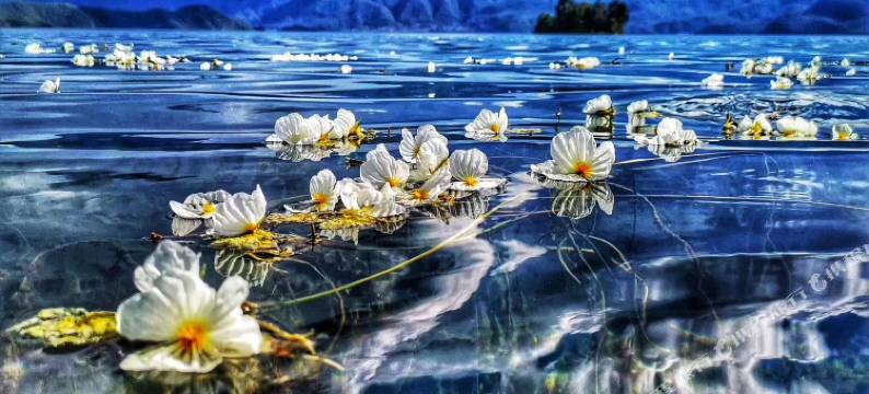 丽江一池莲客栈图片