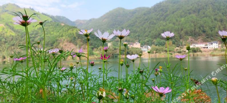 丽水云和问江民宿图片