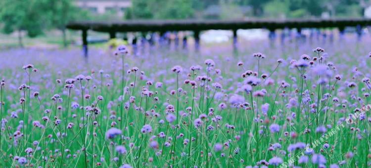 雁荡山隐汐·美宿图片