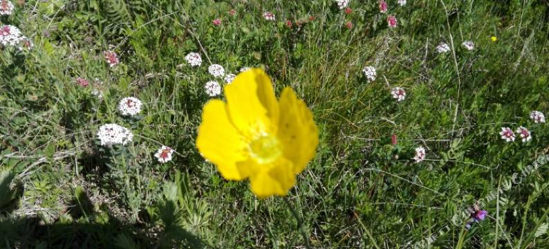 张北天路66号农家图片