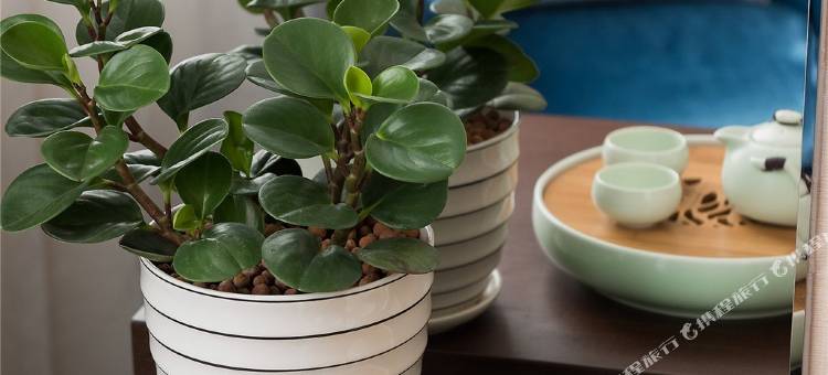 天全和瑞逸雅精品酒店图片