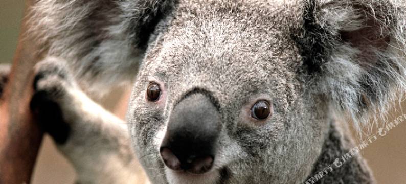 玛莎度假公寓(惠东碧桂园十里银滩店)图片