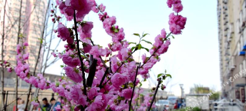 北京温馨民宿酒店式公寓图片