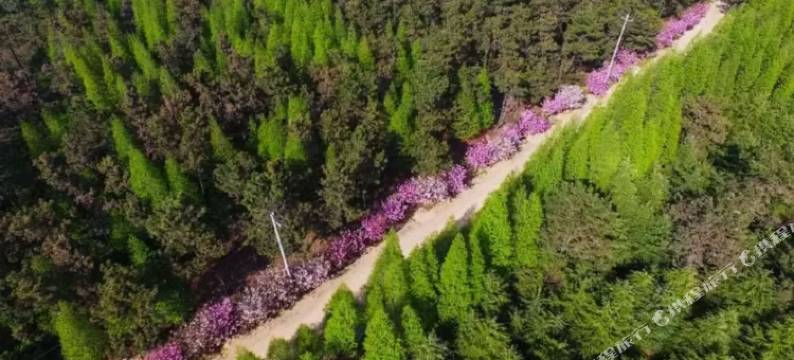 老船长渔家民宿(日照海滨国家森林公园店)图片