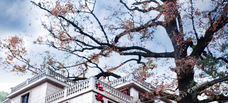 永嘉红枫缘民宿图片