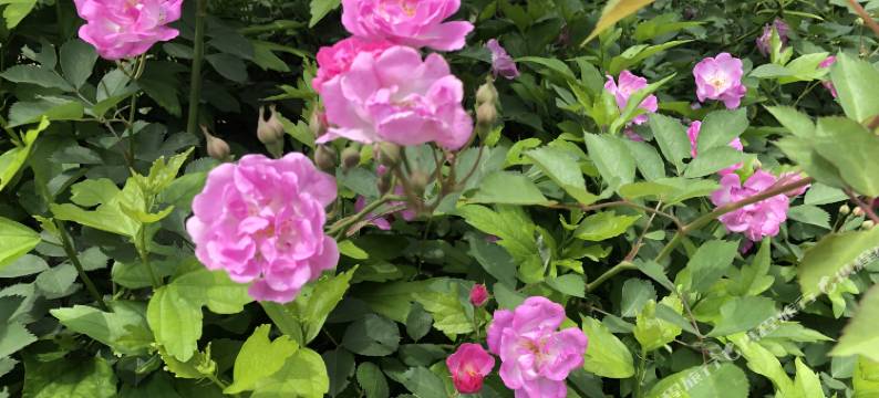 九华山福轩山庄图片