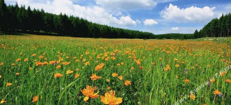 围场牧野Meadow·草原风亲子休闲度假民宿图片
