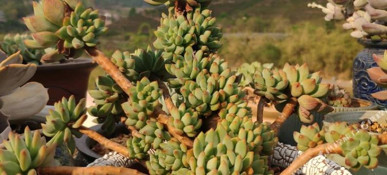 普洱良栖山舍客栈图片