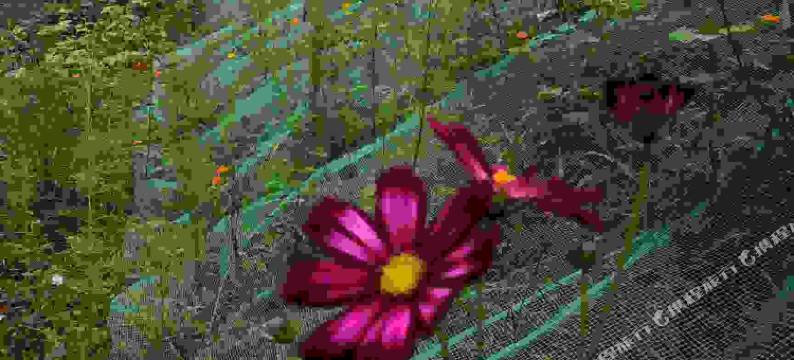 酉阳金蜘蛛宾馆图片