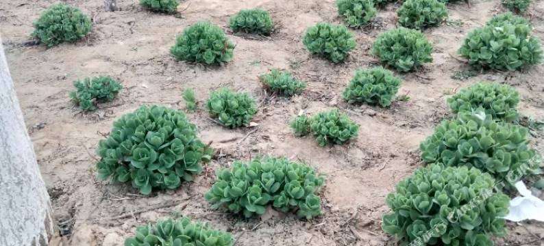 巨鹿铂爵商务酒店图片