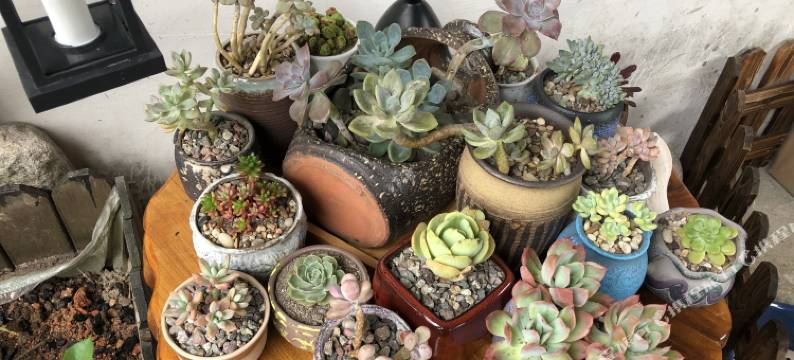 雁荡山茶田吾舍客栈图片