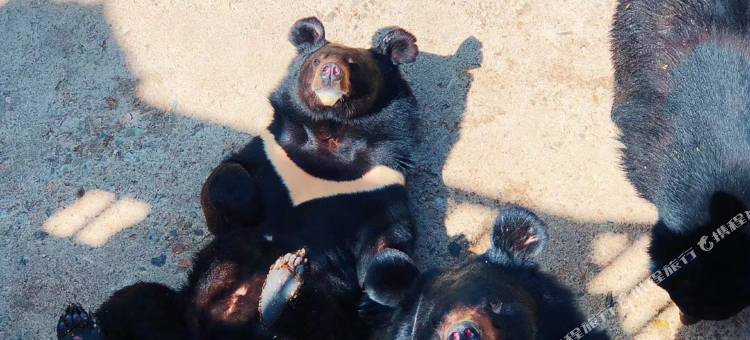 宝宇龙花温泉酒店图片