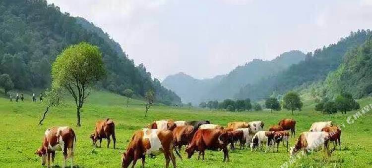 关山草原房车营地图片