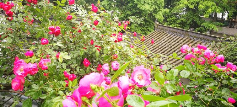 成都芙蓉古城中式庭院别墅图片