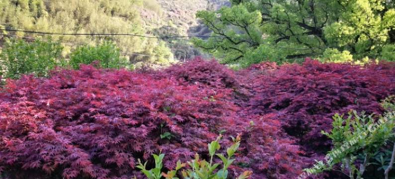 松阳移居民宿图片