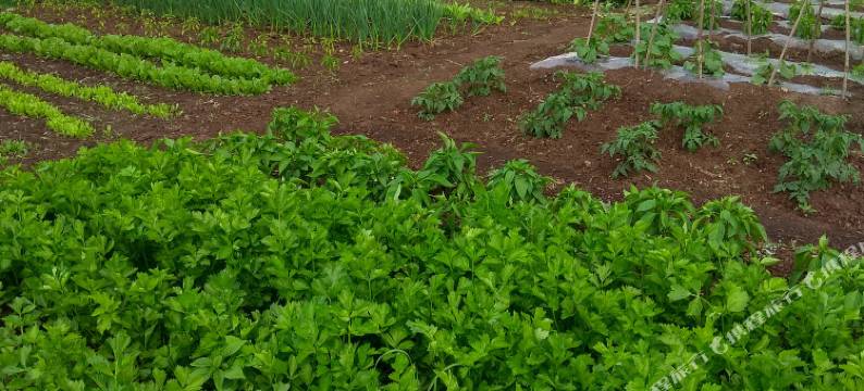 额尔古纳临江玛丽亚列巴房之家民宿图片