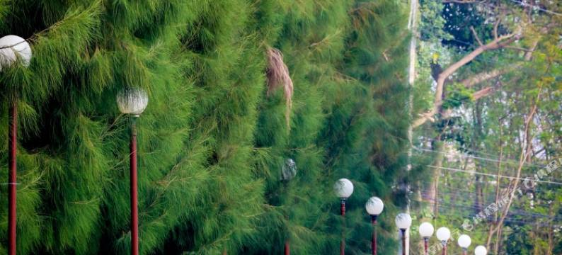 维昂瓦列酒店(Wiangwalee Hotel)图片